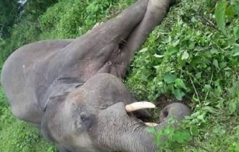 गोली लागेर चितवनमा हात्तीको मृत्यु 